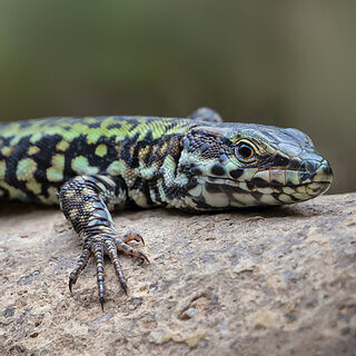 Monterosso al Mare - Italian wall lizard